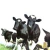 ATOM HEART MOTHER - immagine 2